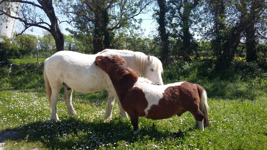 poney cheval Charente Maritime - à la rencontre du cheval et de soi-même - Marion Lefebvre